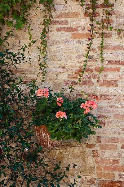 Eggers, Julie 아티스트의 Italy-Tuscany-Montepulciano Geranium growing in a pot against an old brick building작품입니다.